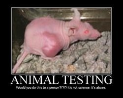 Against Animal Testing - Animal Testing